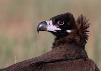 The only colony of the Black vulture on the Balkans is located in the National Park of the Dadia-Soufli-Lefkimi forest in the Greek part of the Rhodope Mountains.
