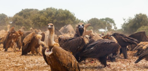 GRIFFON VULTURE (Gyps fulvus), Campanarios de Azaba Biological Reserve, Salamanca, Castilla y Leon, Spain, Europe