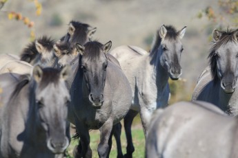 Tarpan horses in the Rhodope Mountains, Bulgaria