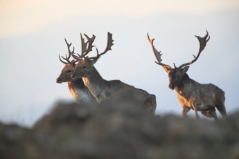 Fallow deer in the Rhodope Mountains, Bulgaria