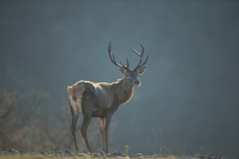 Red deer in the Rhodope Mountains, Bulgaria