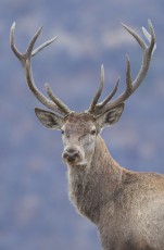 Red deer in the Rhodope Mountains, Bulgaria