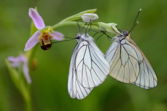 Woodcock orchid, Ophrys cornuta/scolopax, with mating Black veined white butterflies, Aporia crataegi, on it, Bela Reka, Eastern Rhodope mountains, Bulgaria