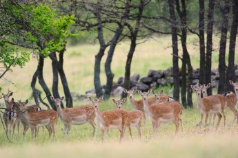 Wild, native original Fallow deer, Dama dama, Studen Kladenets reserve, Eastern Rhodope mountains, Bulgaria