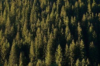 Spruce forest in Zabardo, Western Rhodope mountains, Bulgaria