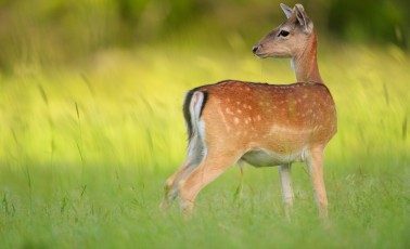 Wild, native original Fallow deer, Dama dama, Studen Kladenets reserve, Eastern Rhodope mountains, Bulgaria