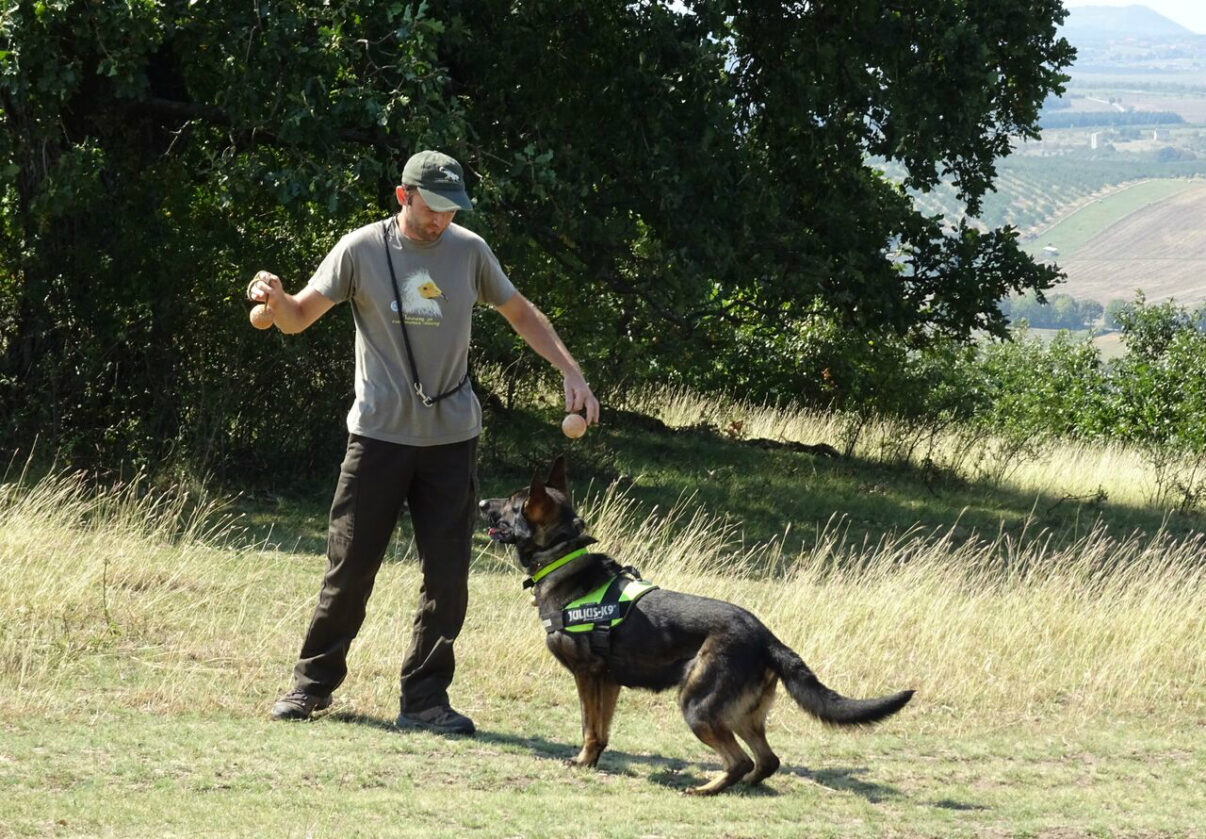 Training of the Antipoison Dog Unit, Nikolay Terziev and his four-legged team member Bars, by MME - Hungarian Birdlife partner.