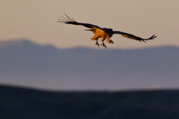 Griffon vulture in flight during sunset.