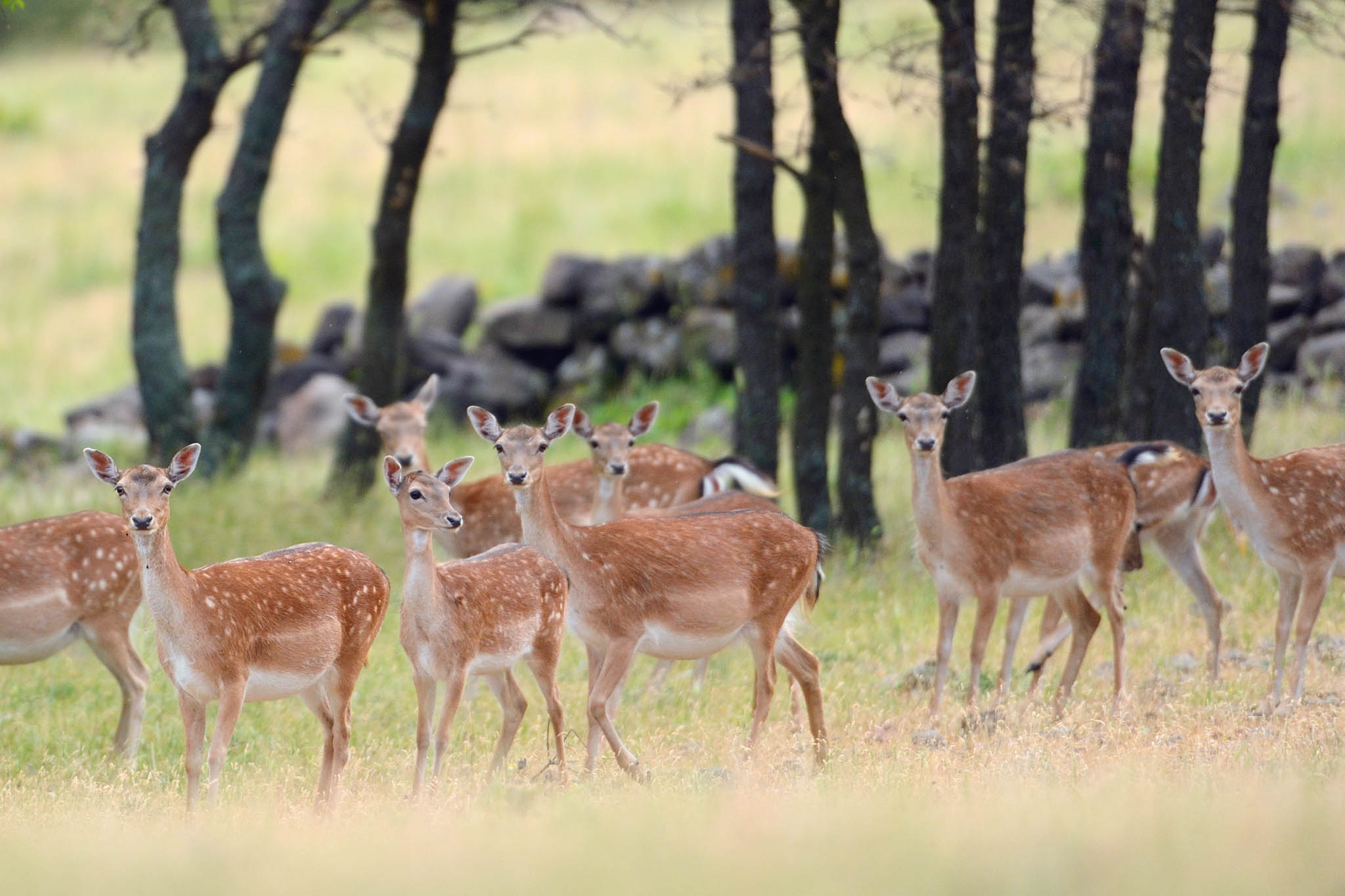 Satellite transmitters to help fallow and red deer reintroduction in ...