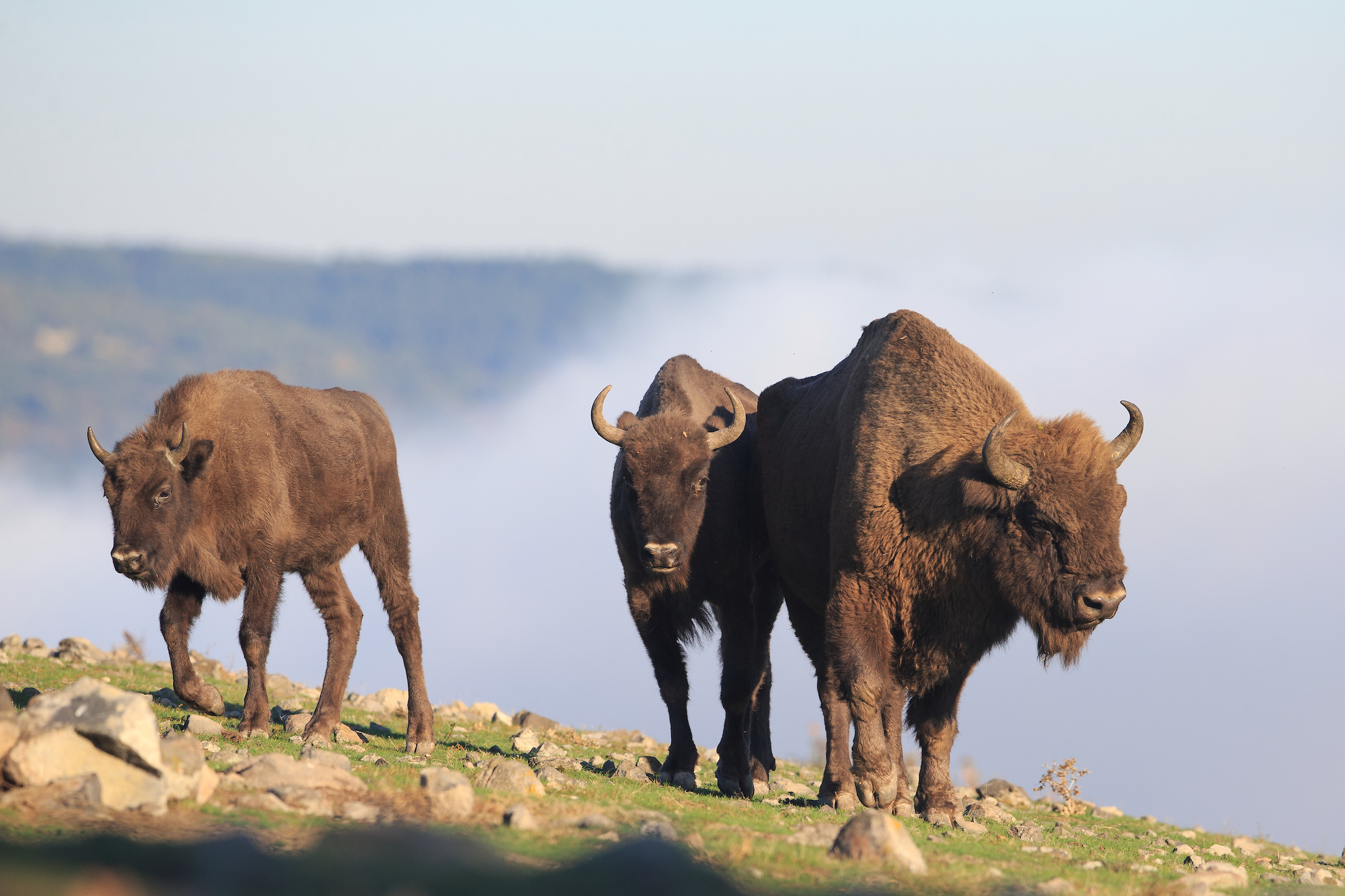 European bison in the Rhodope Mountains, Bulgaria