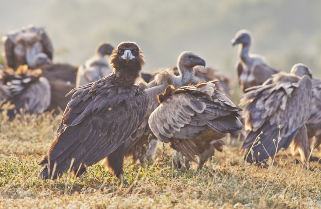 Black vulture and griffon vultures