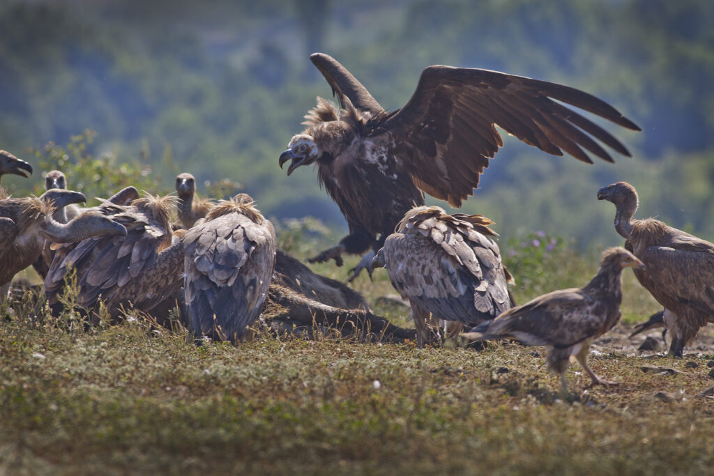 Black and griffon vultures