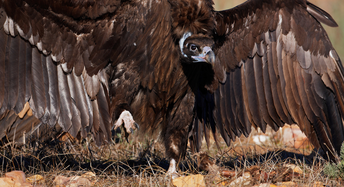 Black Vulture (Aegypius monachus) Spain December 2008