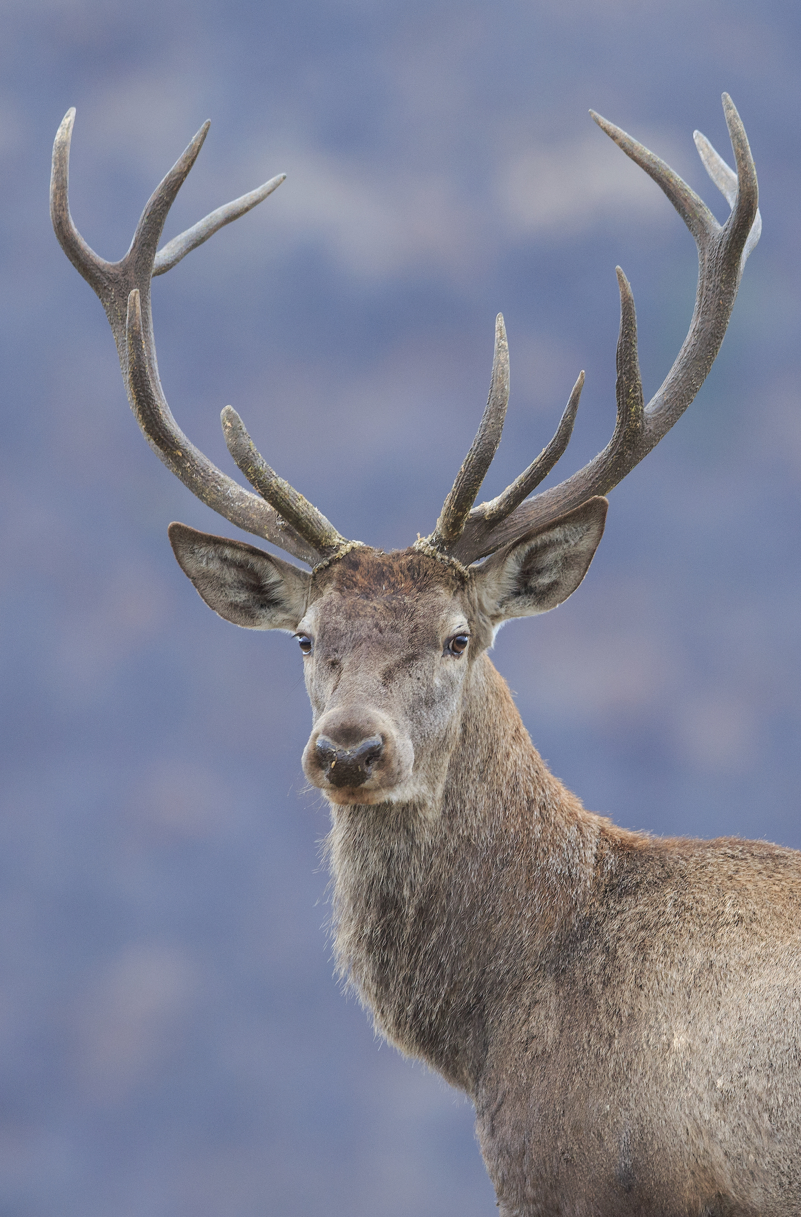 Red deer in the Rhodope Mountains, Bulgaria