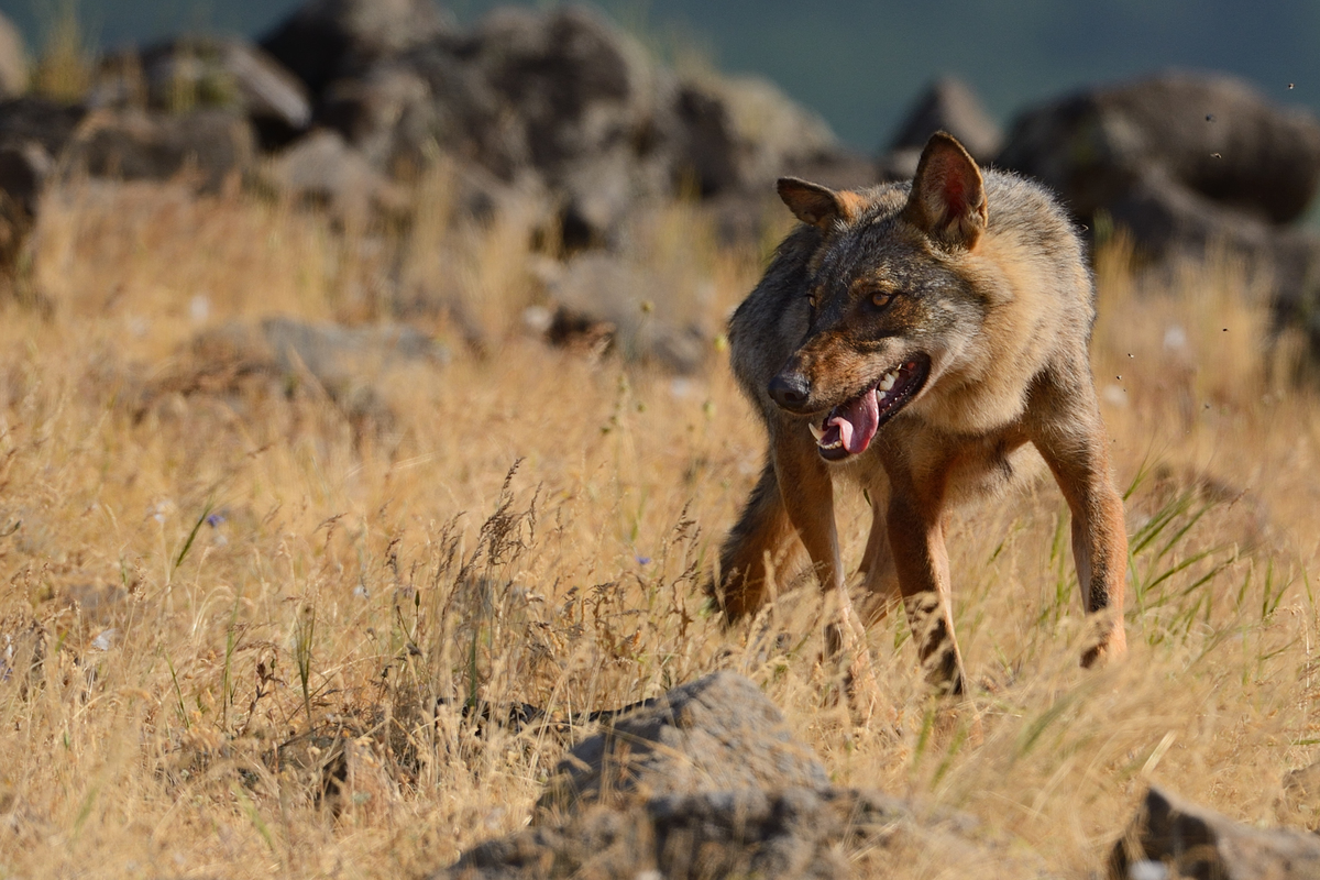 Eurasian grey wolf, Canis lupus, at a vulture watching site in the Madzharovo valley, Eastern Rhodope mountains, Bulgaria