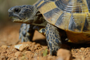 Greek Tortoise or Spur-thighed tortoise, Testudo graeca, Eastern Rhodope mountains, Bulgaria