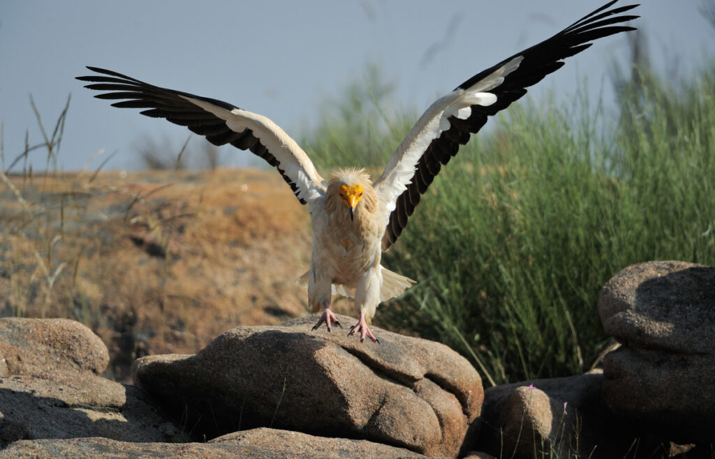 Egyptian vulture, Faia Brava reserve, Côa valley,.Portugal