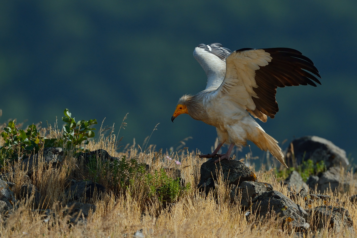 Egyptian vulture, Neophron percnopterus, adult, Madzharovo, Eastern Rhodope mountains, Bulgaria, endangered species