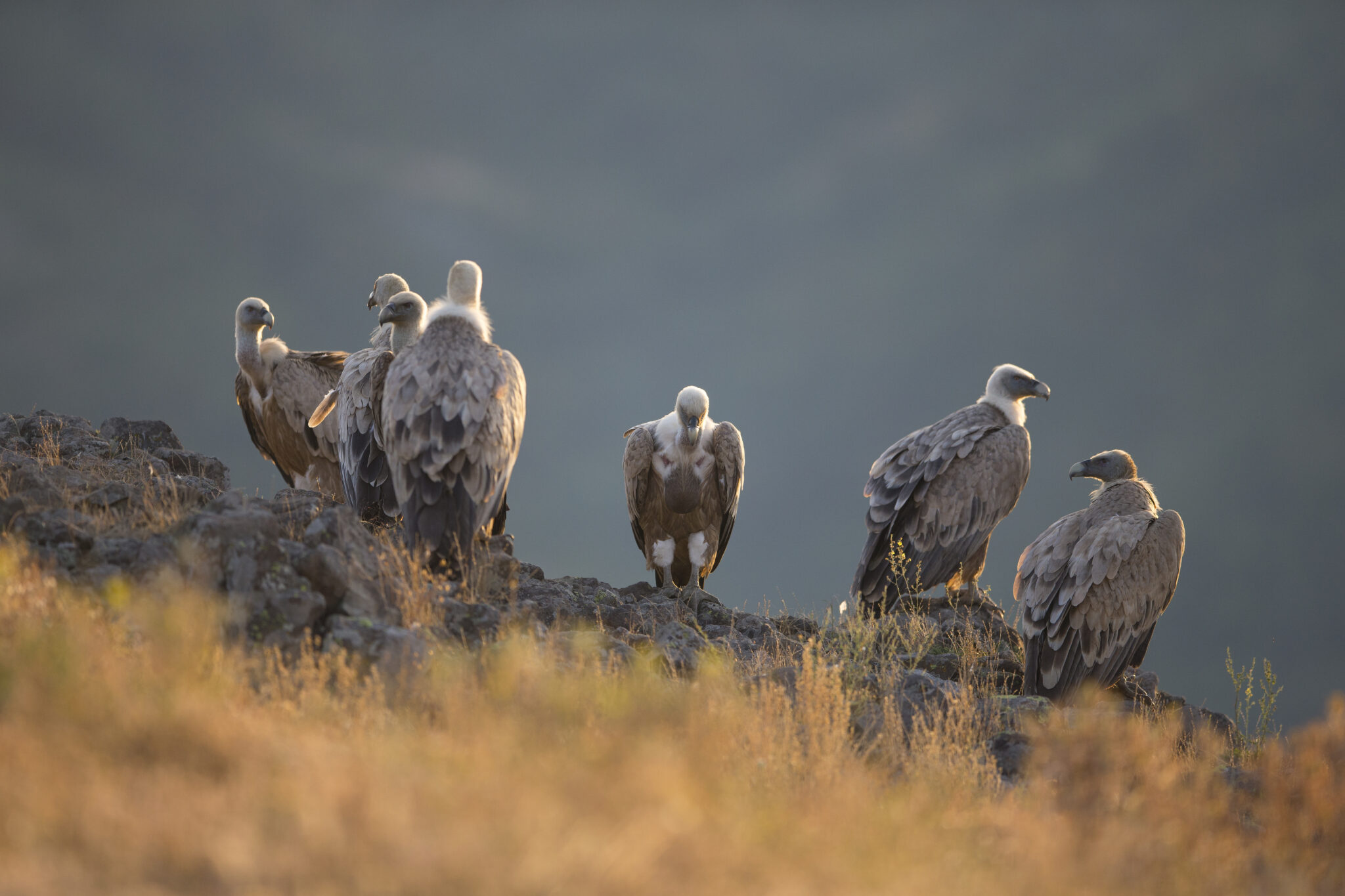 LIFE RE-Vultures: Joint Efforts Successfully Conserve Vultures In The ...