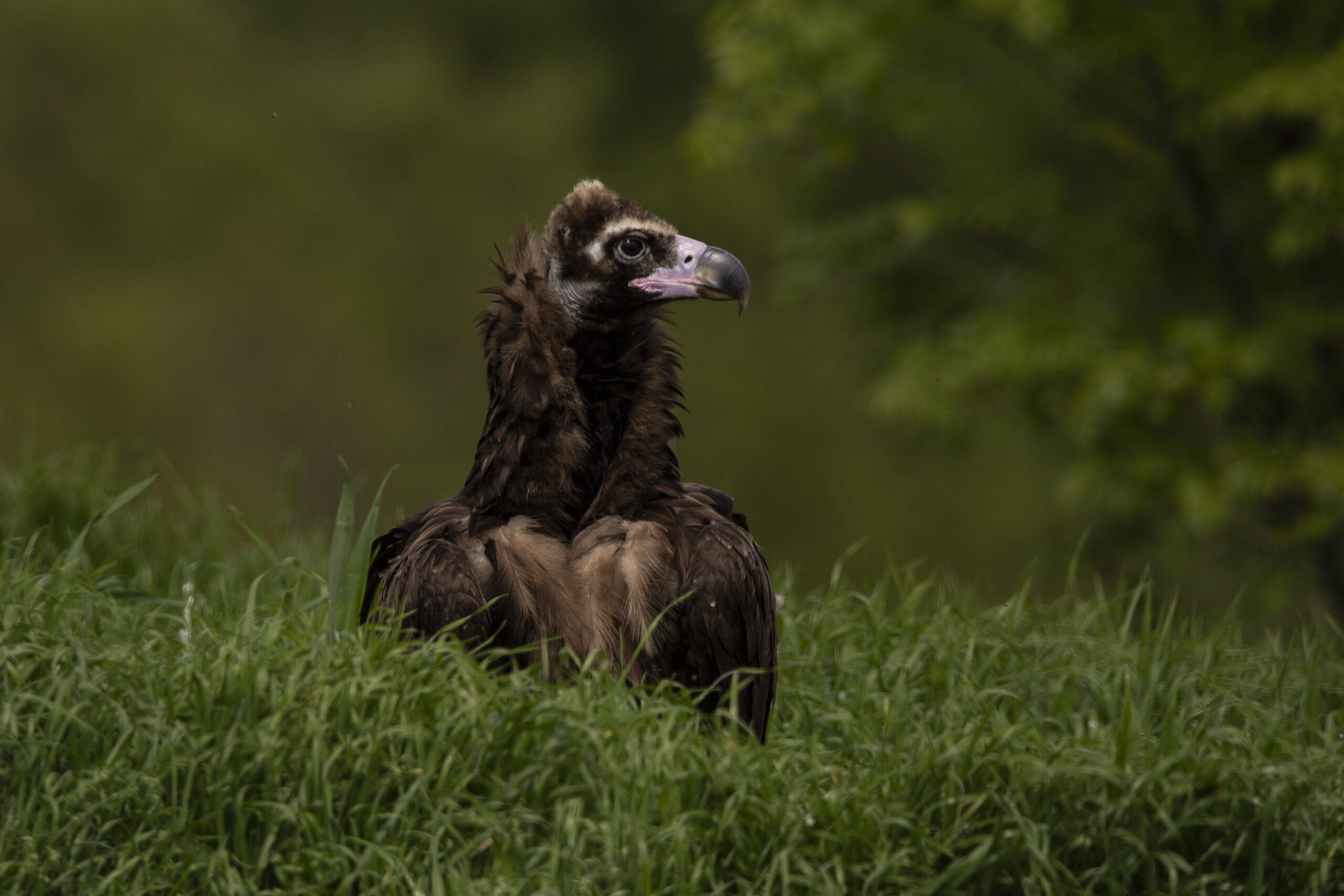 Cinereous (black) vulture in Rhodope Mountains landscape.