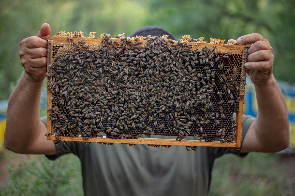 Honey producer in Rhodope Mountains, part of the business network created in 2024