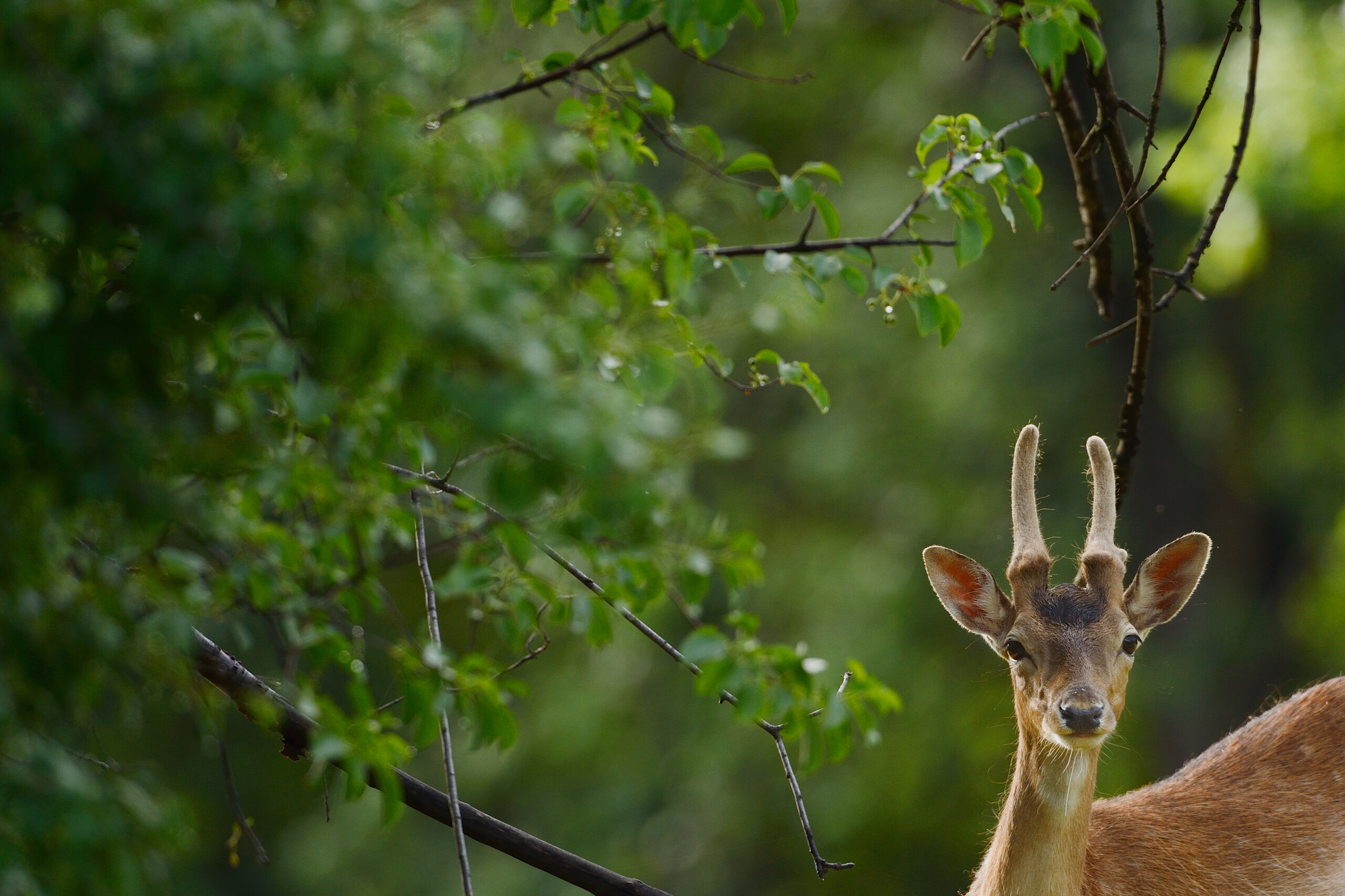 Wild, native original Fallow deer, Dama dama, Studen Kladenets reserve, Eastern Rhodope mountains, Bulgaria