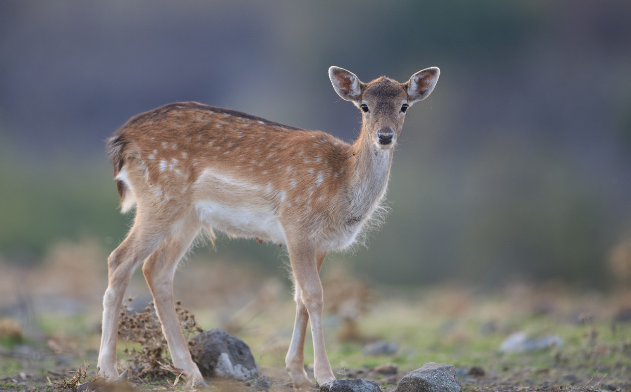 Fallow deer in the Rhodope Mountains, Bulgaria
