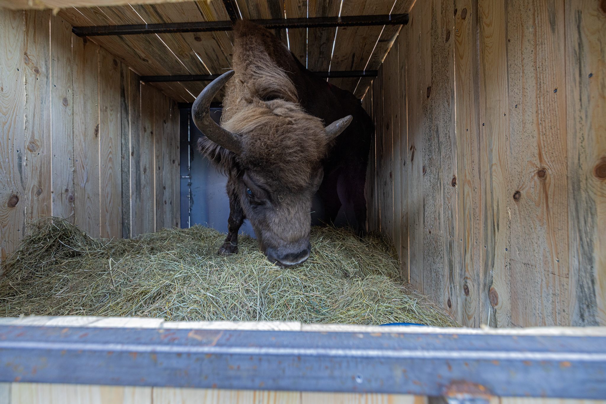 Bison transportation in Rhodope Mountains rewilding landscape_Zhenda - new area