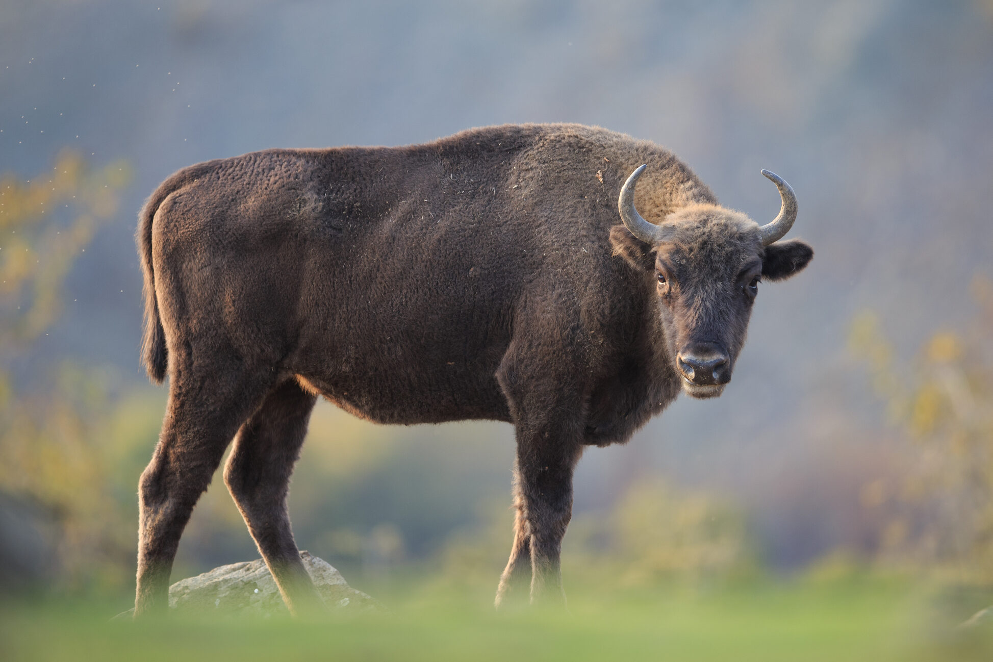 European bison in the Rhodope Mountains, Bulgaria