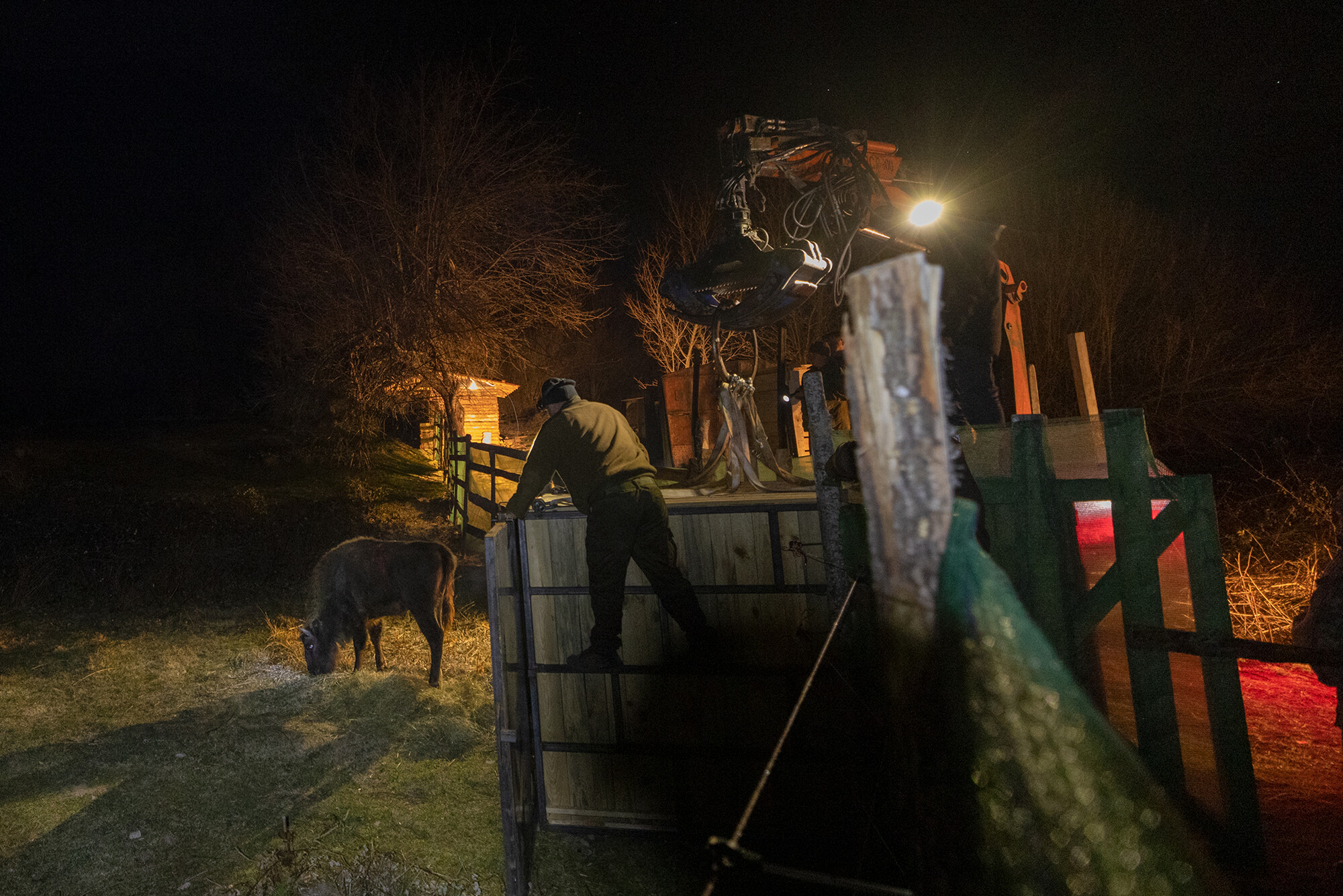 Bison transportation in Rhodope Mountains rewilding landscape_Zhenda - new area