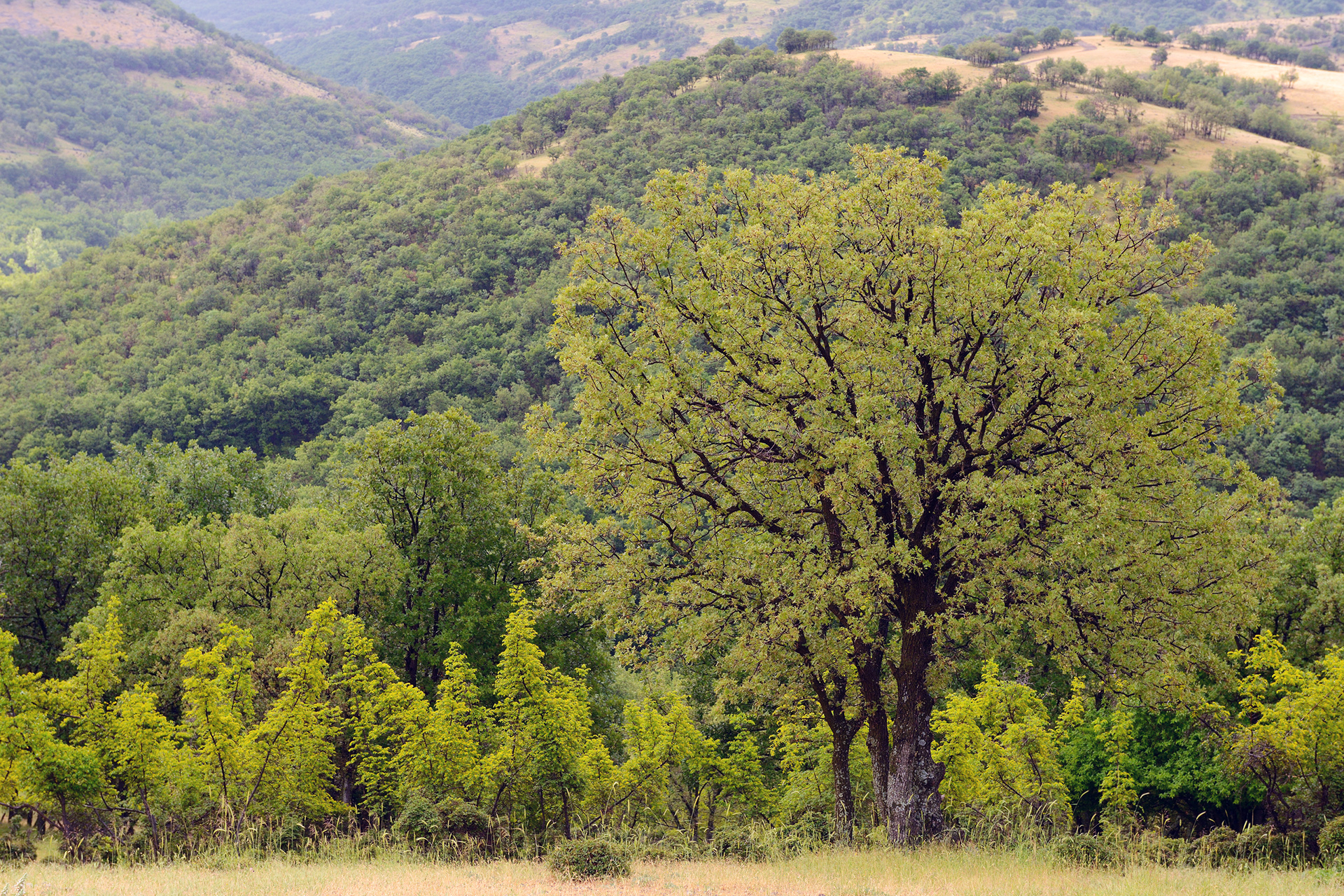 Oak tree, Quercus pubescens, in a landscape grazed by wild, native original Fallow deer, Dama dama, Studen Kladenets reserve, Eastern Rhodope mountains, Bulgaria