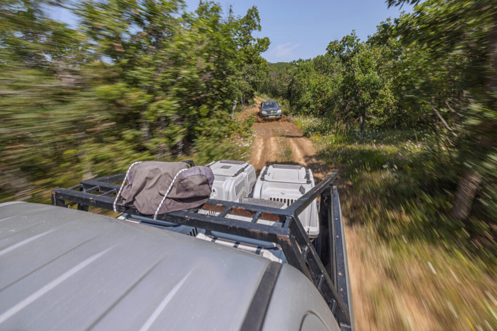 Transporting cinereous vultures