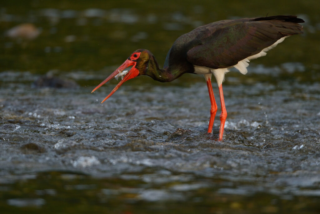 Black stork, Ciconia nigra, Arda river valley, Madzharovo, Eastern Rhodope mountains, Bulgaria